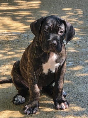Les chiots de Cane Corso