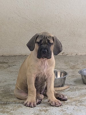Les chiots de Cane Corso