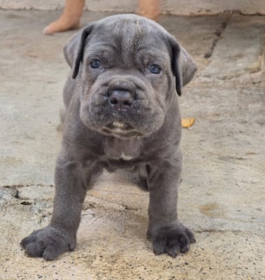 Les chiots de Cane Corso