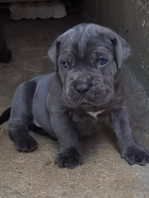 Les chiots de Cane Corso