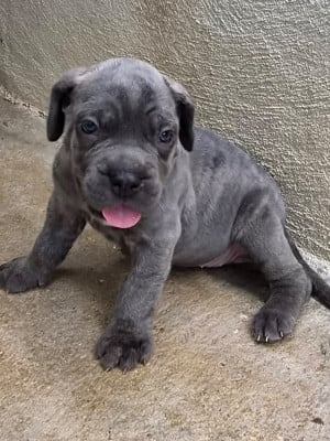 Les chiots de Cane Corso