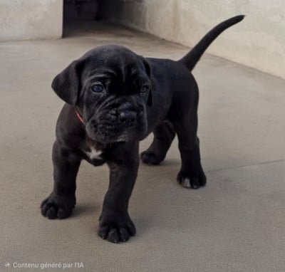 Les chiots de Cane Corso