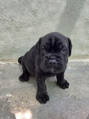 Les chiots de Cane Corso