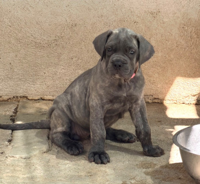 Les chiots de Cane Corso
