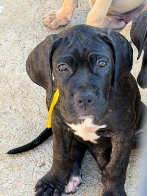 Les chiots de Cane Corso