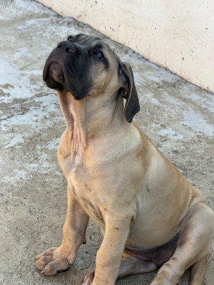 Les chiots de Cane Corso
