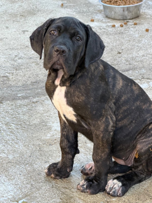 Les chiots de Cane Corso