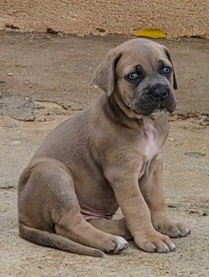 Chiot N°2 - Cane Corso