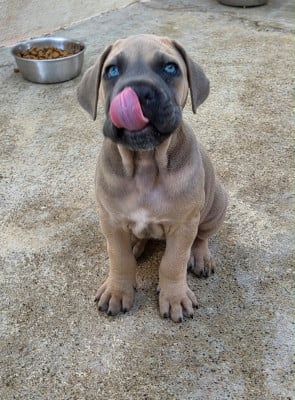 Les chiots de Cane Corso