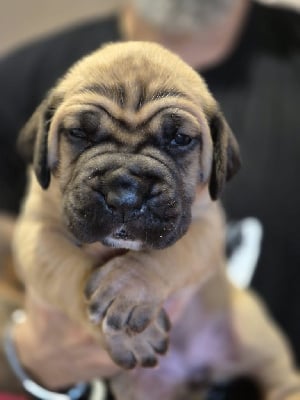 Les chiots de Cane Corso