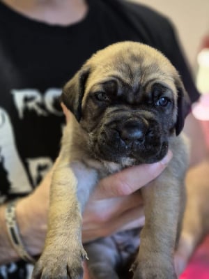 Les chiots de Cane Corso