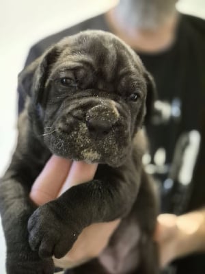 Les chiots de Cane Corso