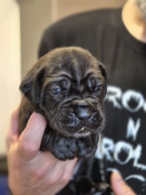 Les chiots de Cane Corso