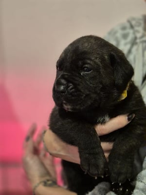 Les chiots de Cane Corso