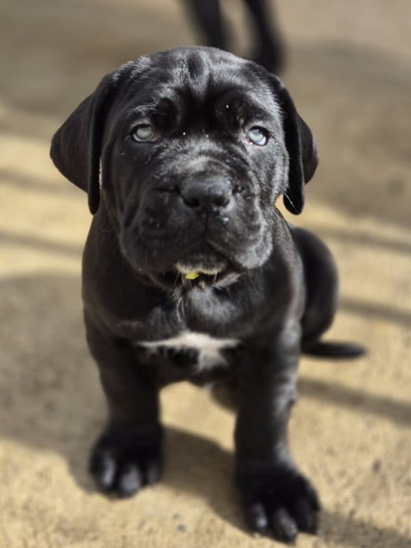 Cane Corso - Du Clan De Nemausus