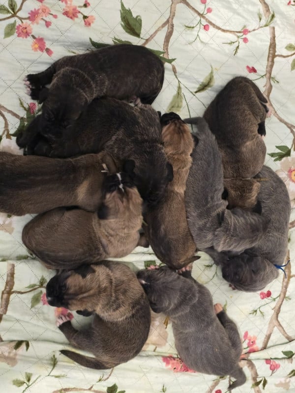 Cane Corso - Du Clan De Nemausus