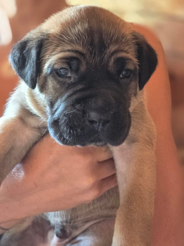 Cane Corso - Du Clan De Nemausus