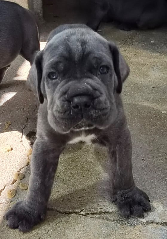 Cane Corso - Du Clan De Nemausus