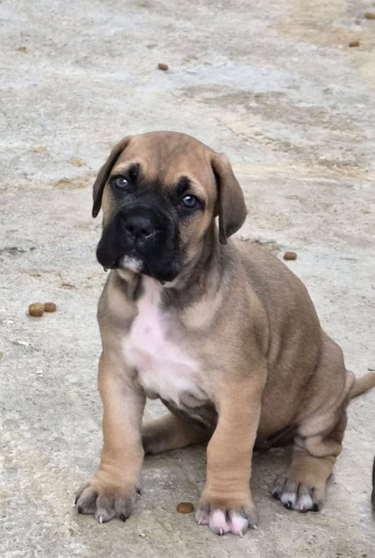 Cane Corso - Du Clan De Nemausus