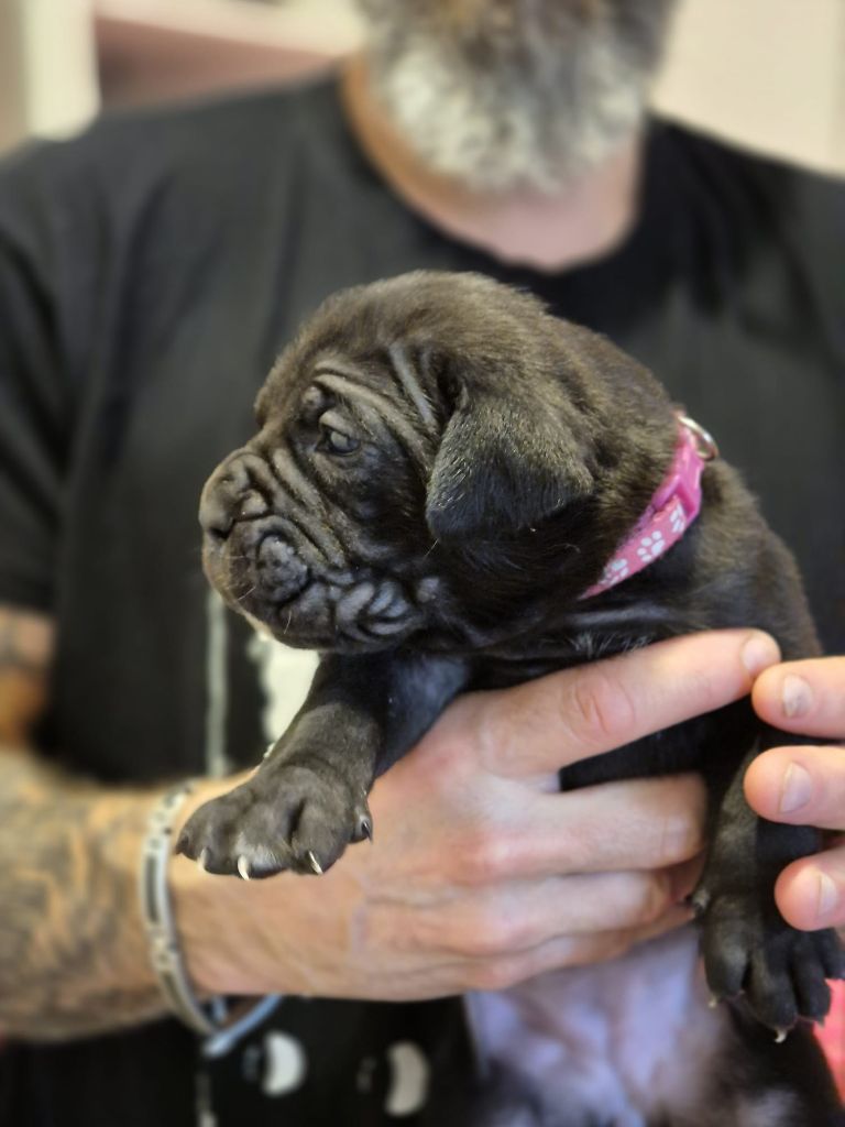 Femelle 5 - Cane Corso