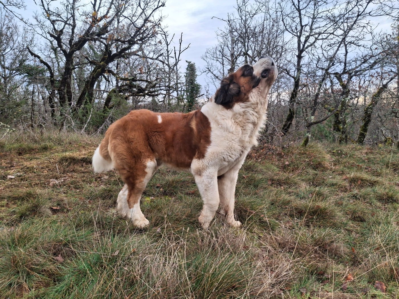 Publication : De La Patte De Sirius Auteur : La Patte de Sirius