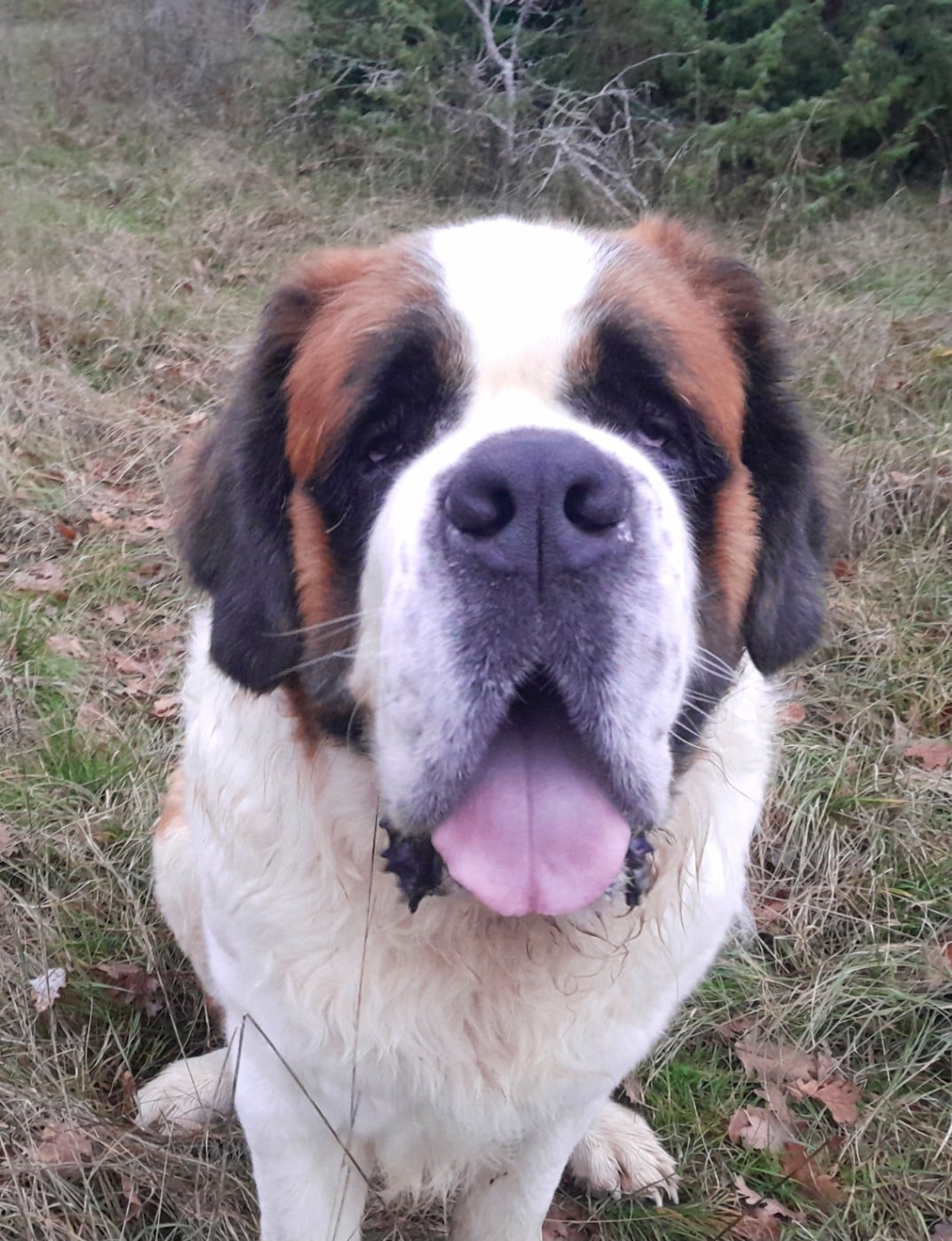 Publication : De La Patte De Sirius Auteur : La Patte de Sirius