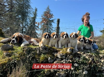 De La Patte De Sirius