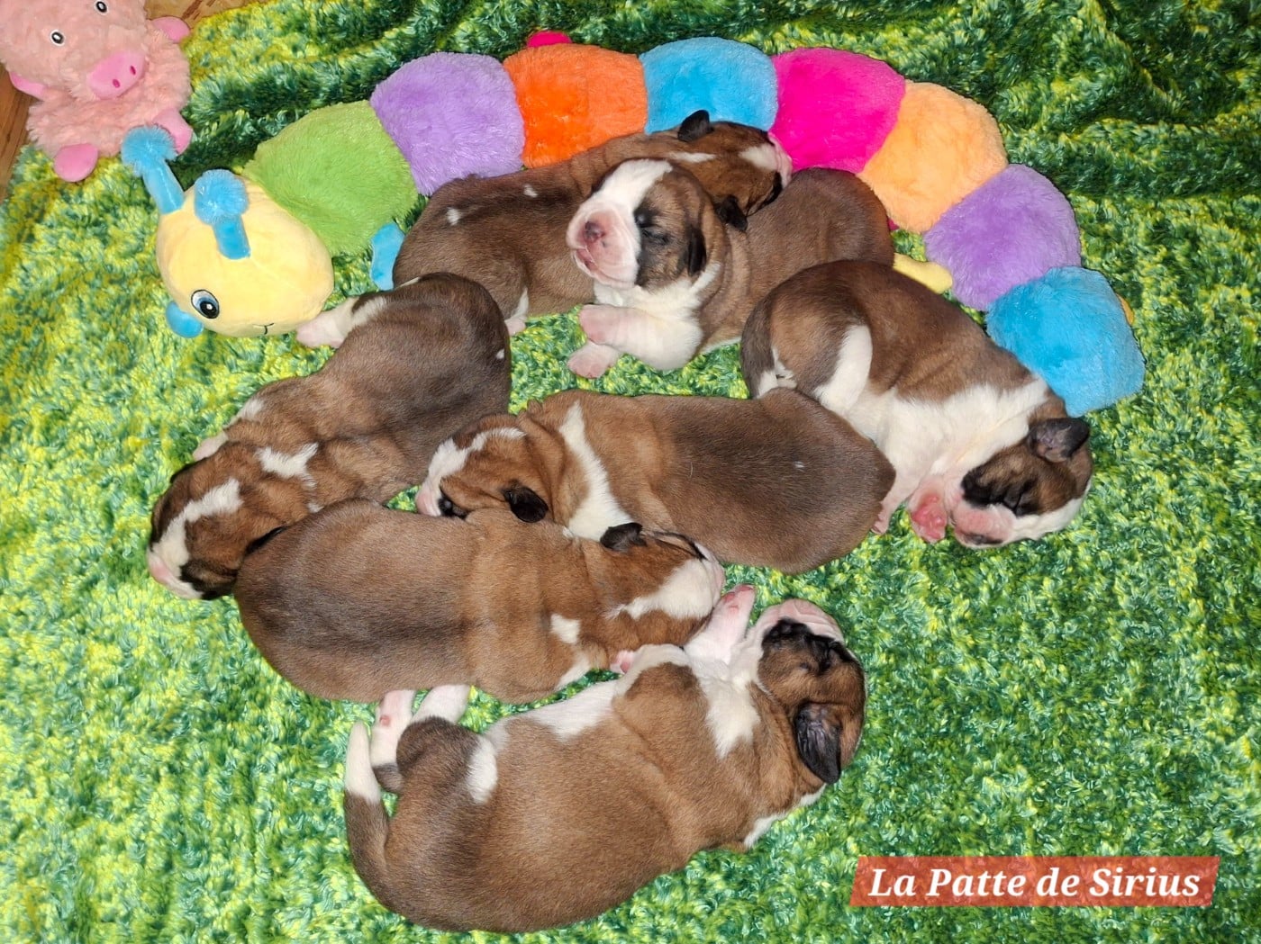 Chien du Saint-Bernard - De La Patte De Sirius