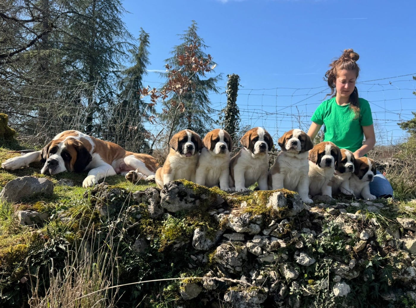 Chien du Saint-Bernard - De La Patte De Sirius