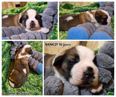 Les chiots de Chien du Saint-Bernard