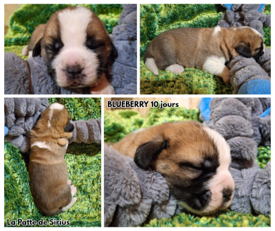Les chiots de Chien du Saint-Bernard