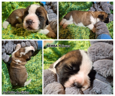 Les chiots de Chien du Saint-Bernard