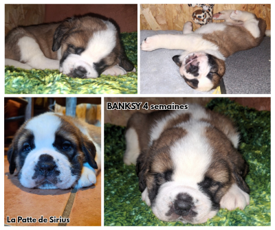 Les chiots de Chien du Saint-Bernard
