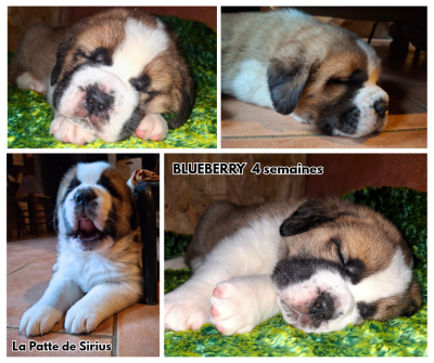 Les chiots de Chien du Saint-Bernard