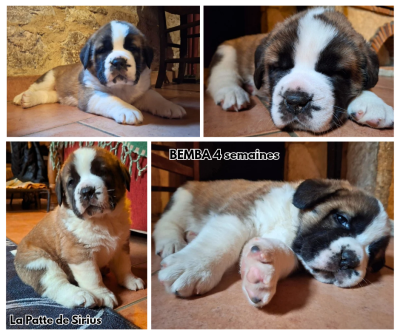 Les chiots de Chien du Saint-Bernard