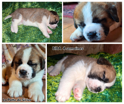 Les chiots de Chien du Saint-Bernard