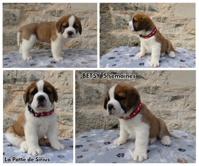 Les chiots de Chien du Saint-Bernard