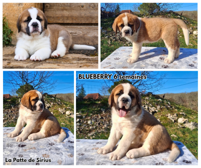 Les chiots de Chien du Saint-Bernard