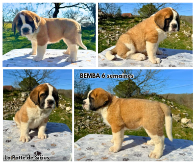 Les chiots de Chien du Saint-Bernard