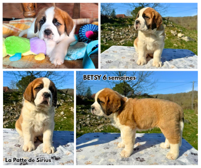Les chiots de Chien du Saint-Bernard