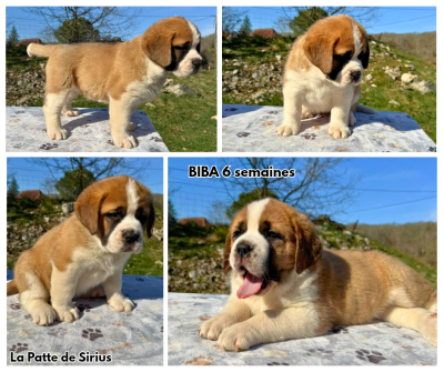 Les chiots de Chien du Saint-Bernard
