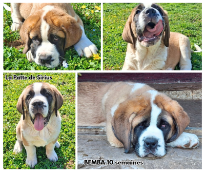 Les chiots de Chien du Saint-Bernard