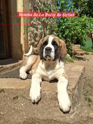 Les chiots de Chien du Saint-Bernard