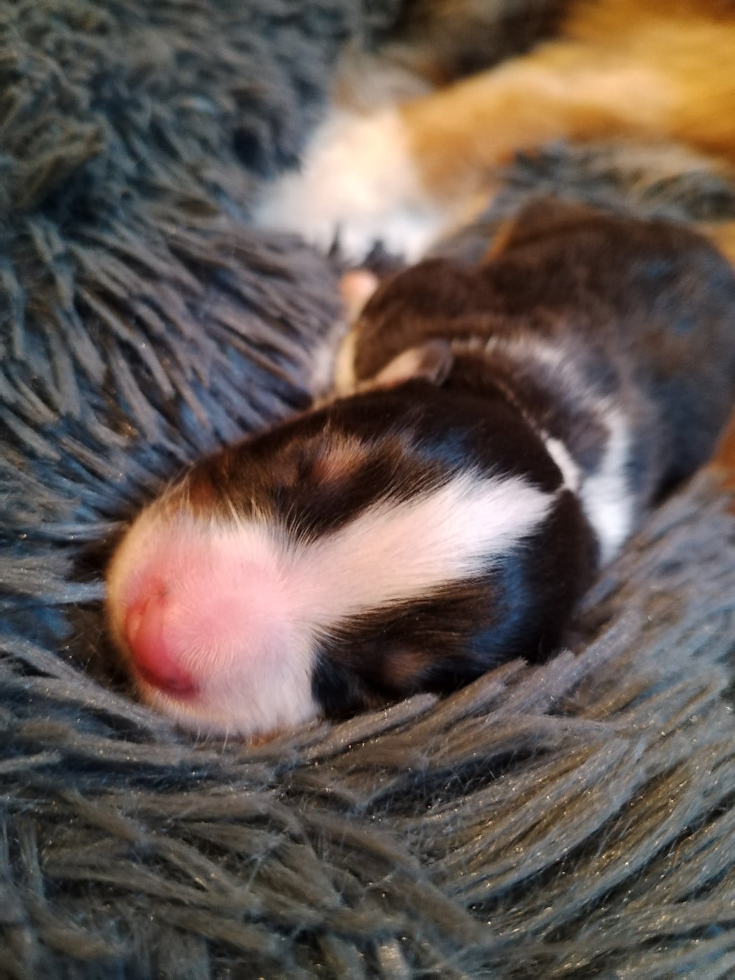CHIOT 1 - Berger Australien