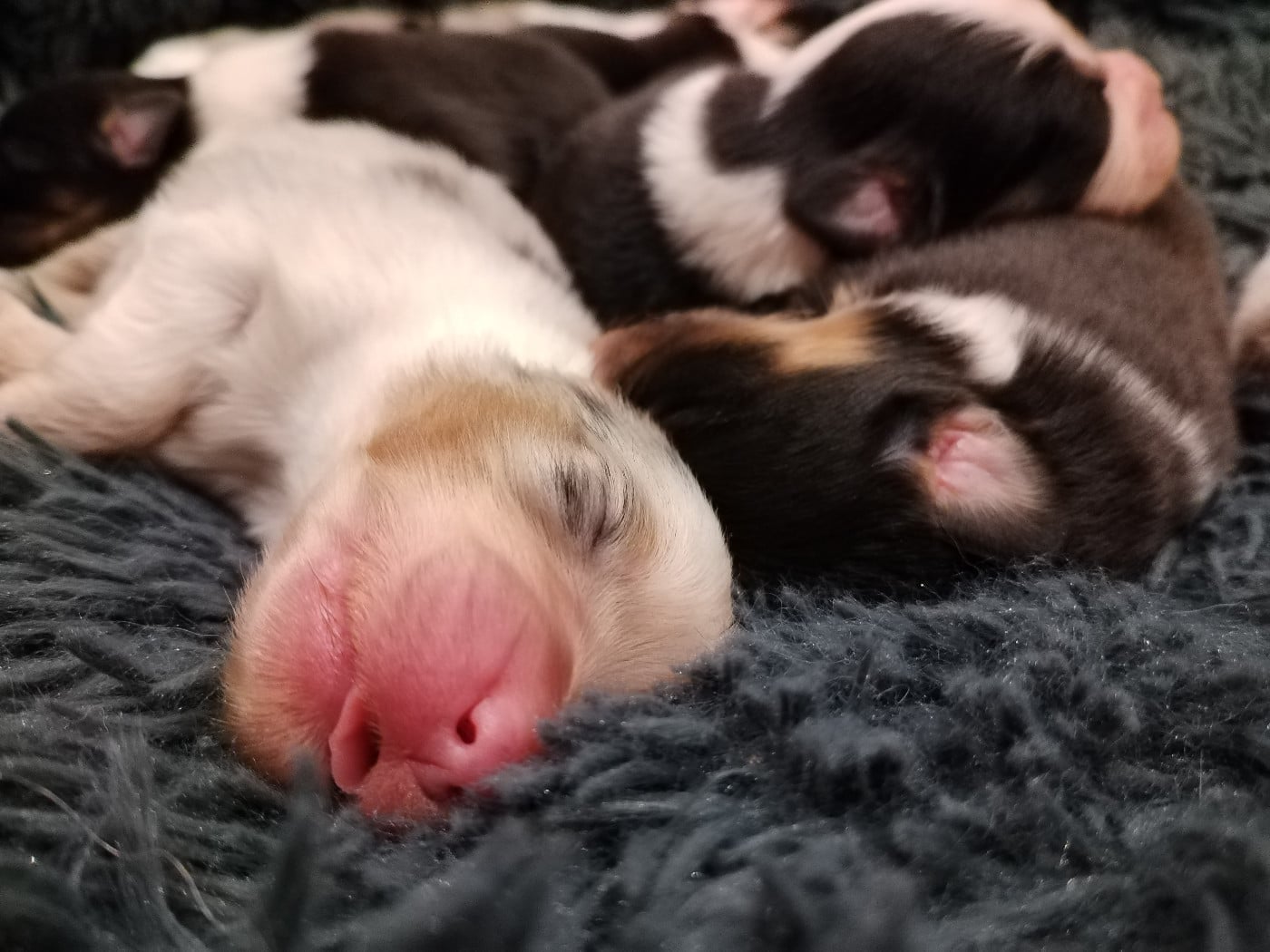 CHIOT 3 - Berger Australien