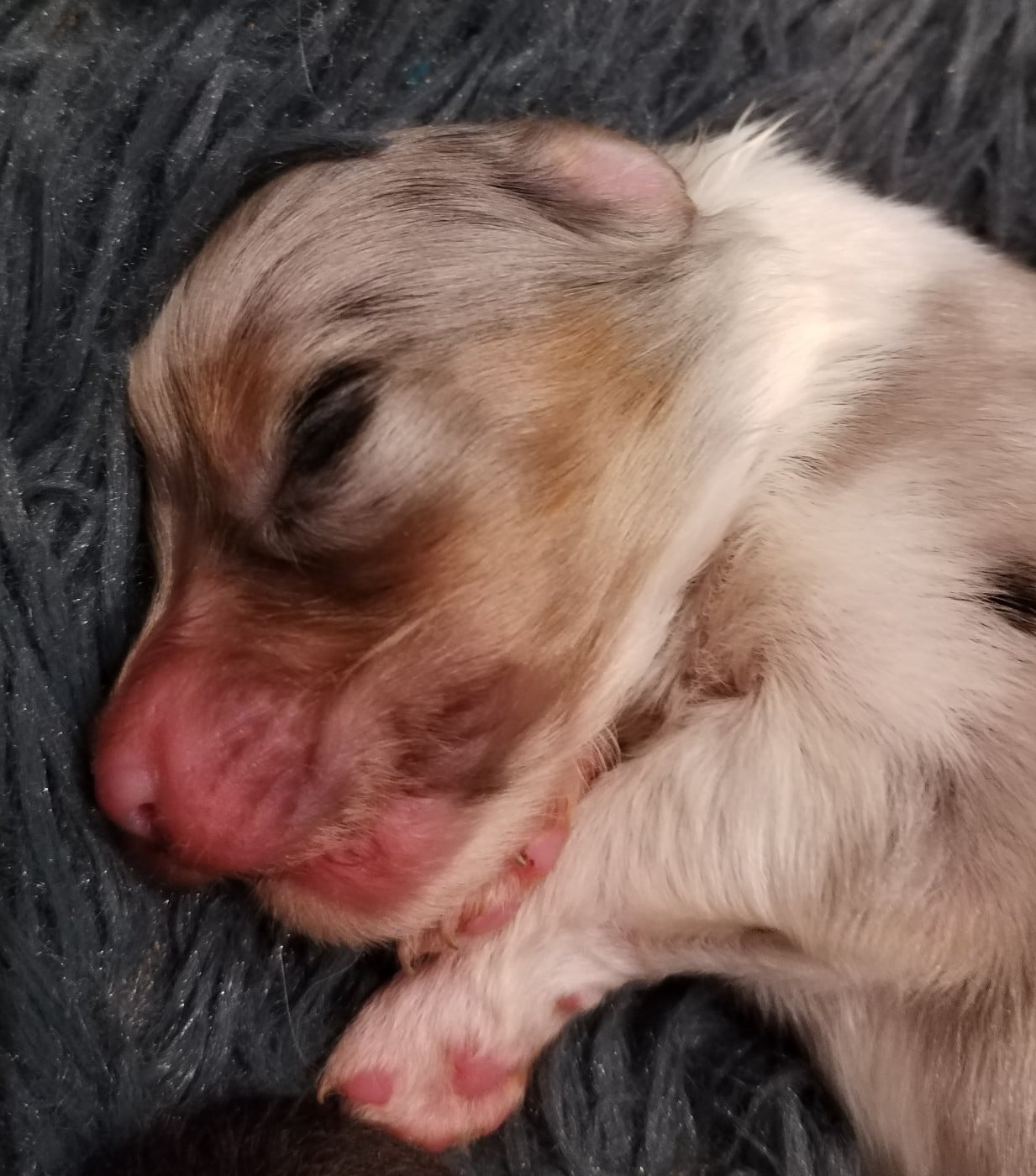 CHIOT 9 - Berger Australien
