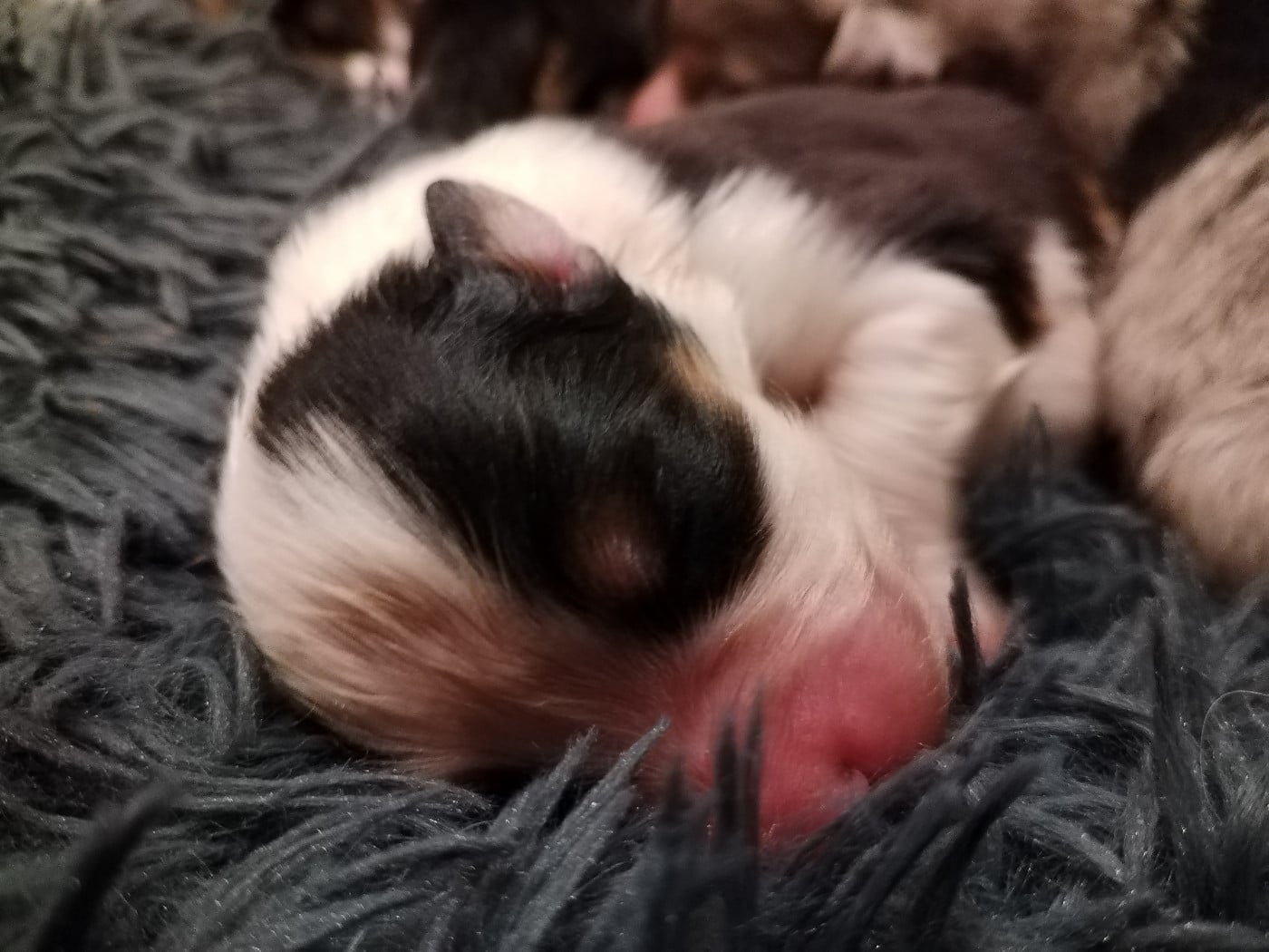 CHIOT 2 - Berger Australien