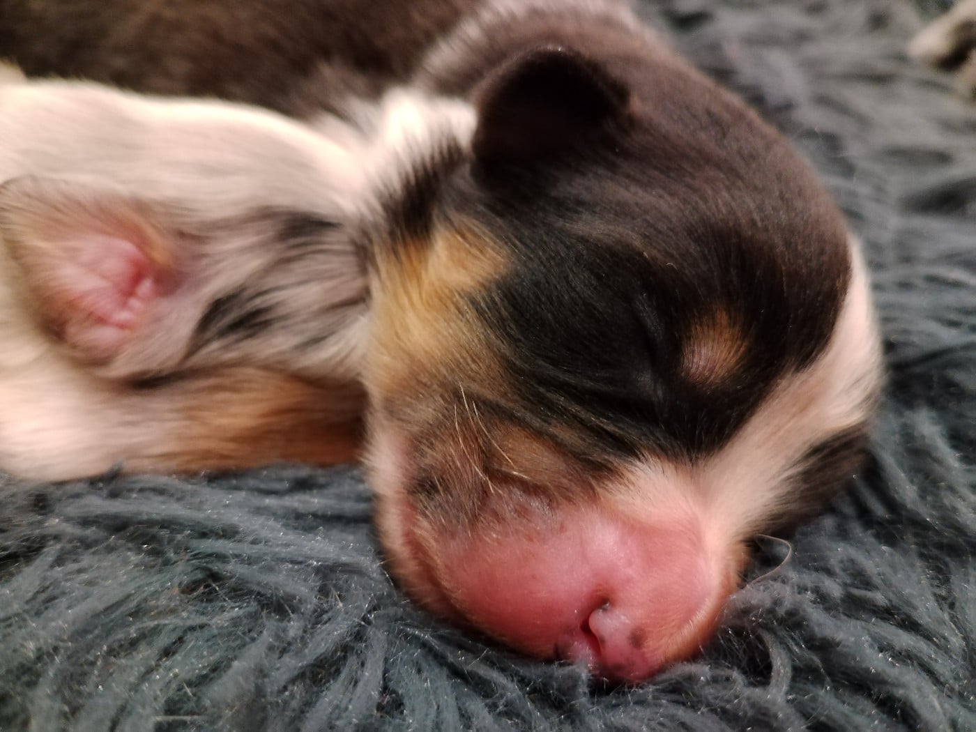 CHIOT 4 - Berger Australien
