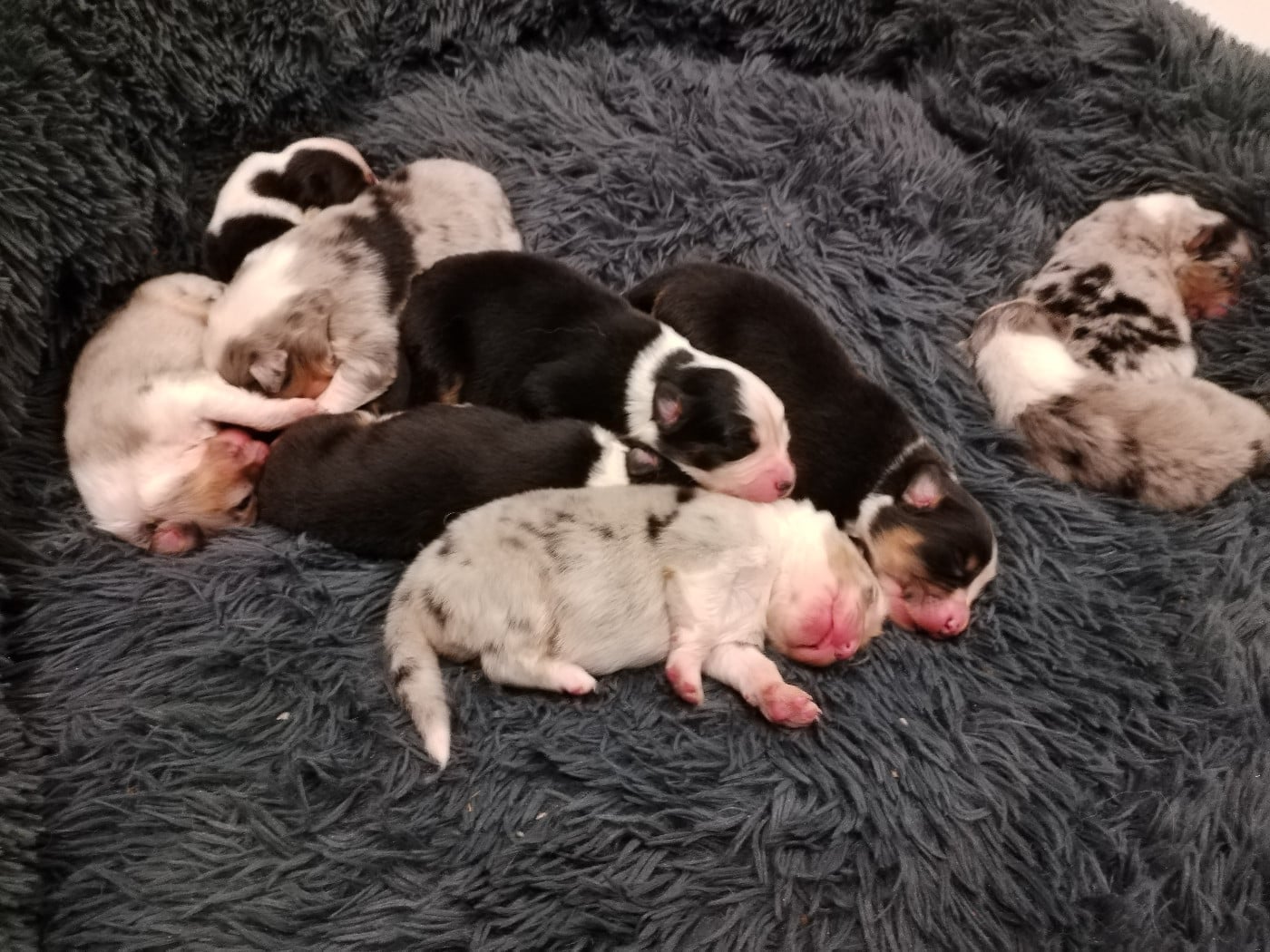 CHIOT 6 - Berger Australien
