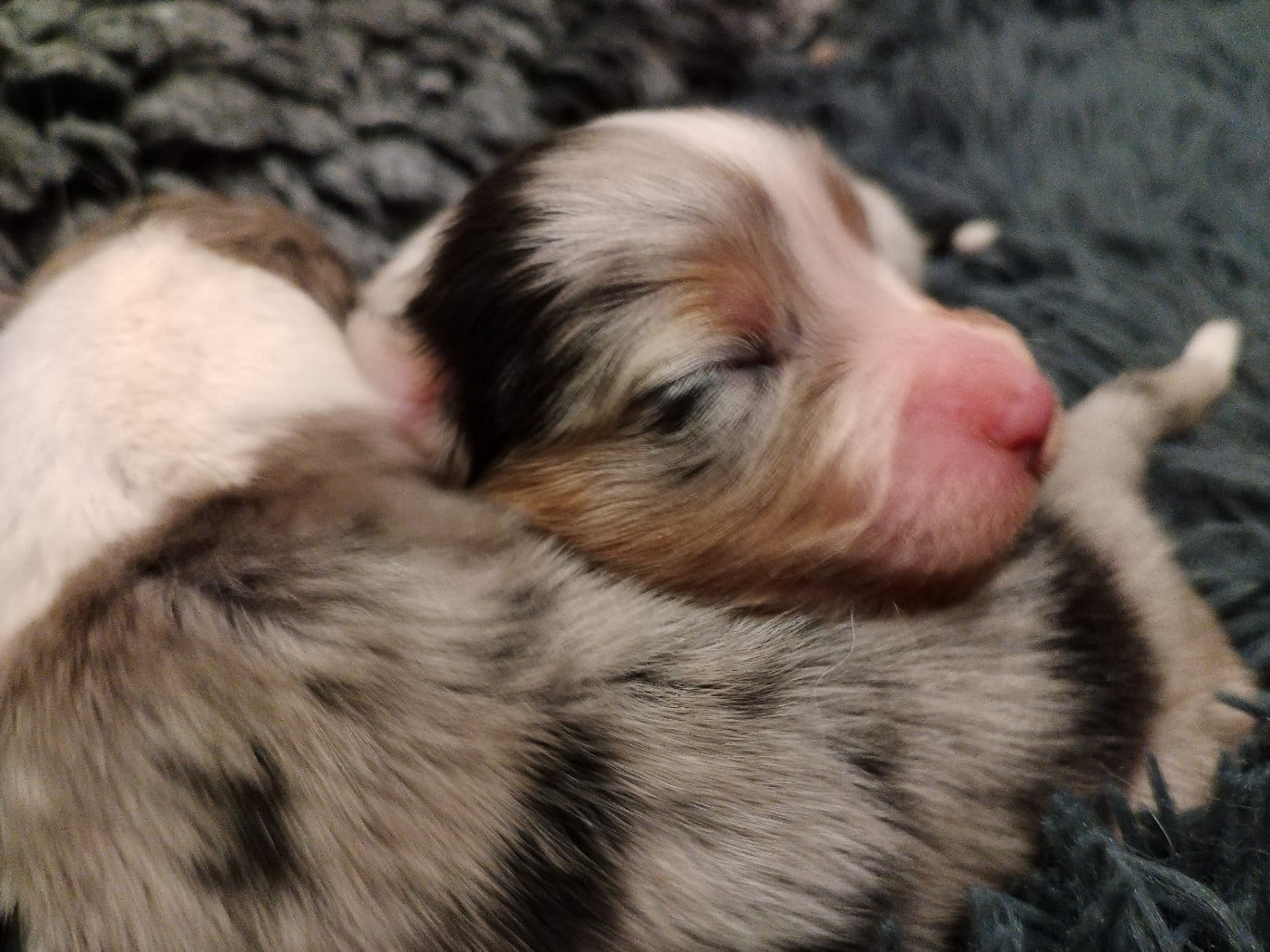 CHIOT 8 - Berger Australien
